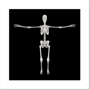 full human skeleton Posters and Art